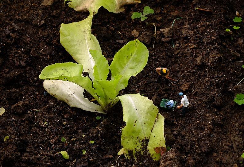Agricultura