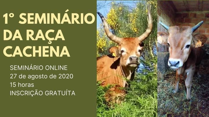 raça Cachena