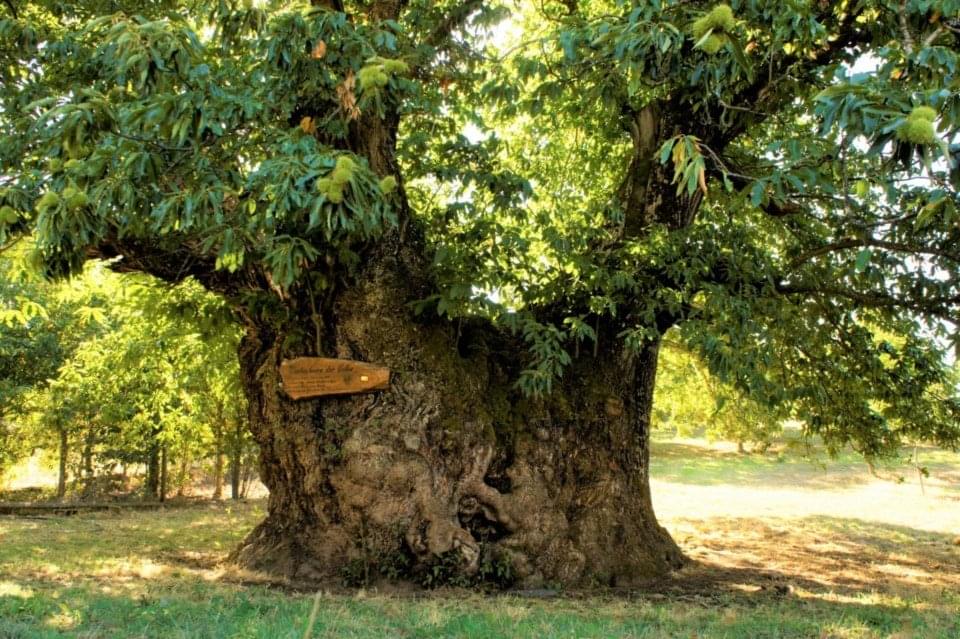 Castanheiro 