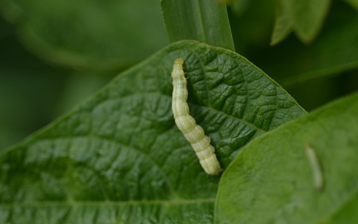 Lagarta verde