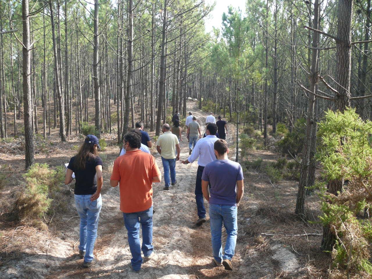 PINUS