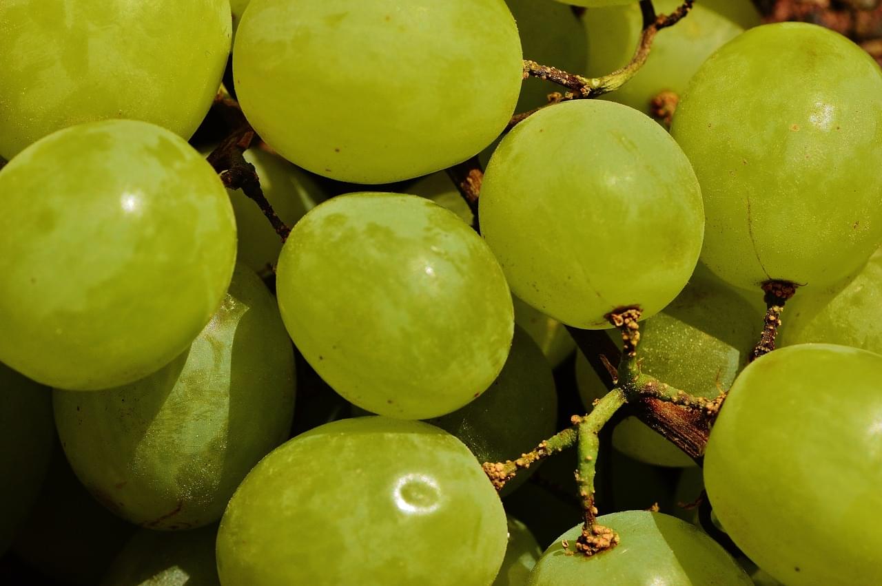 Viticultura