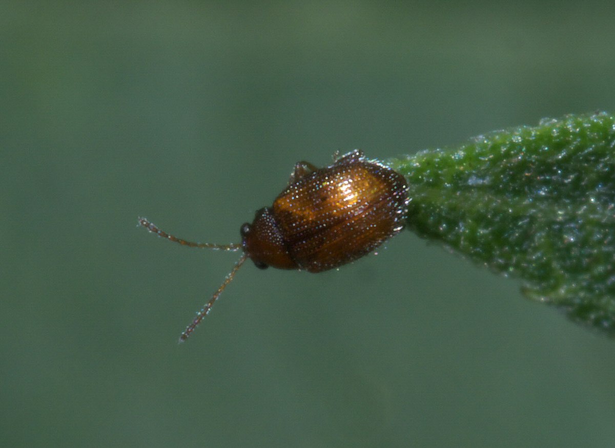 Epitrix
