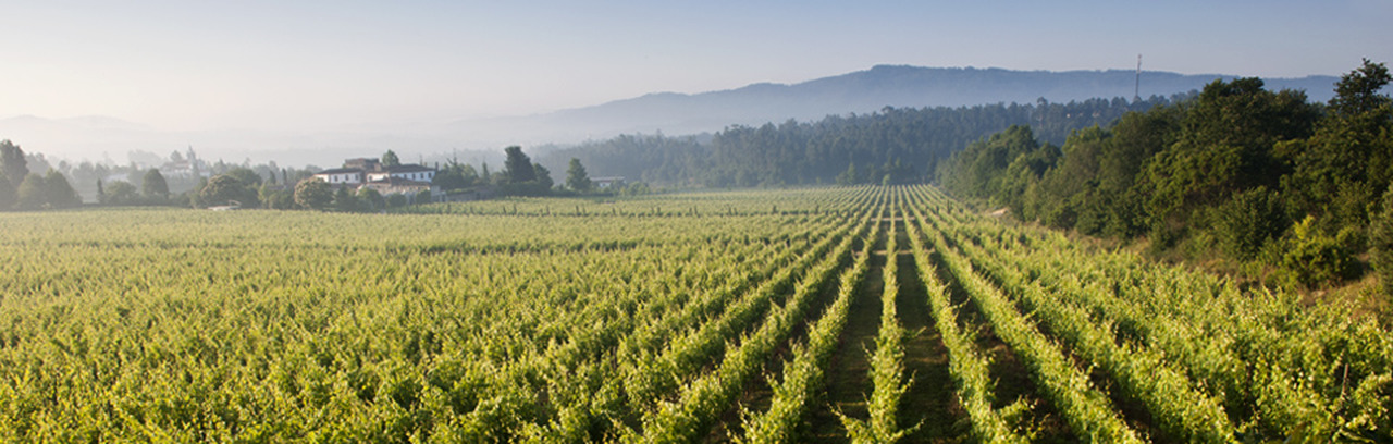 vinhos verdes