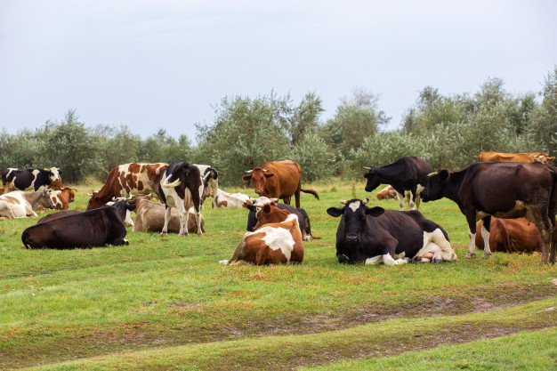 rural