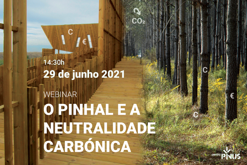 centro pinus