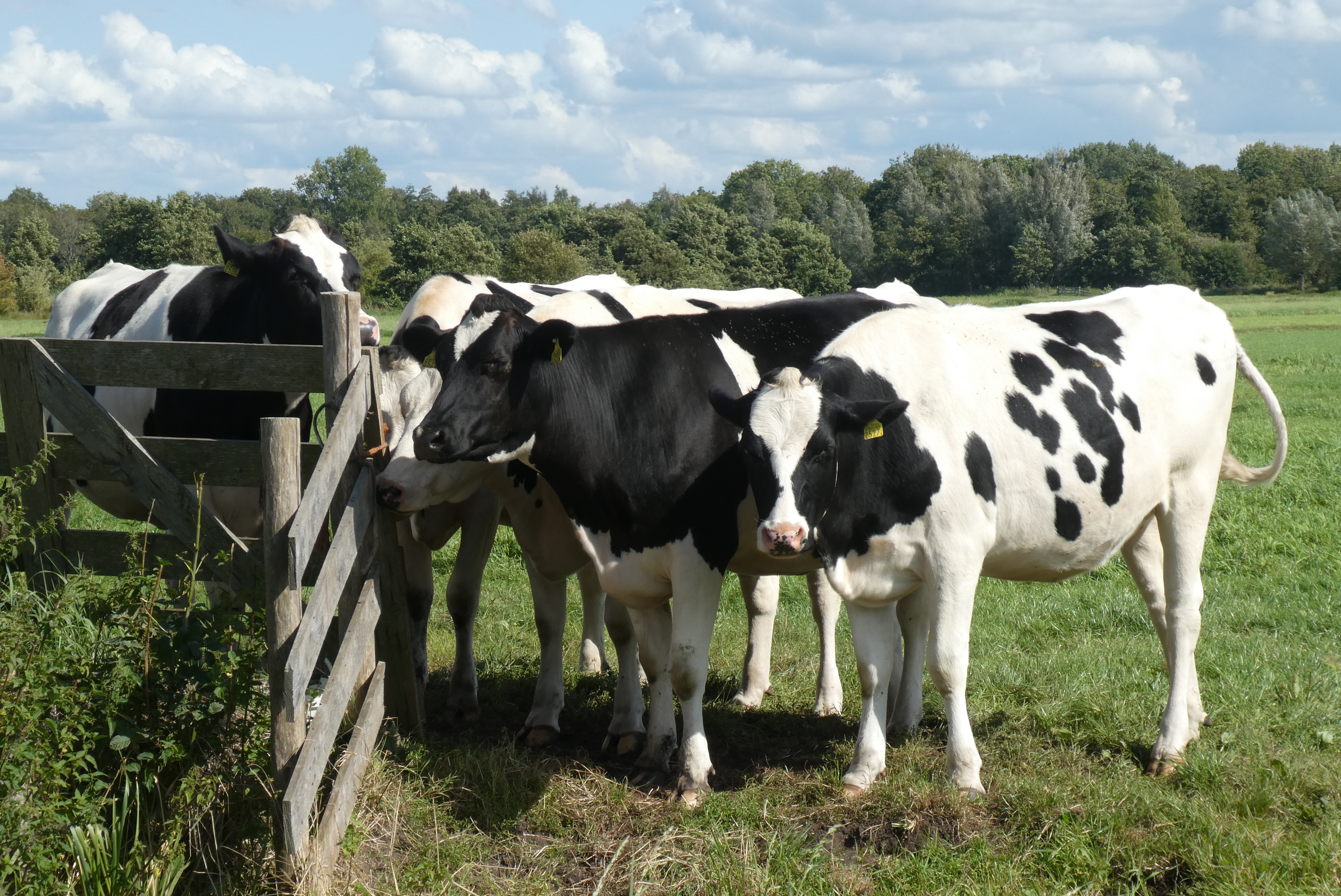 vacas