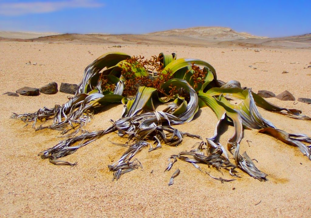 agricultura