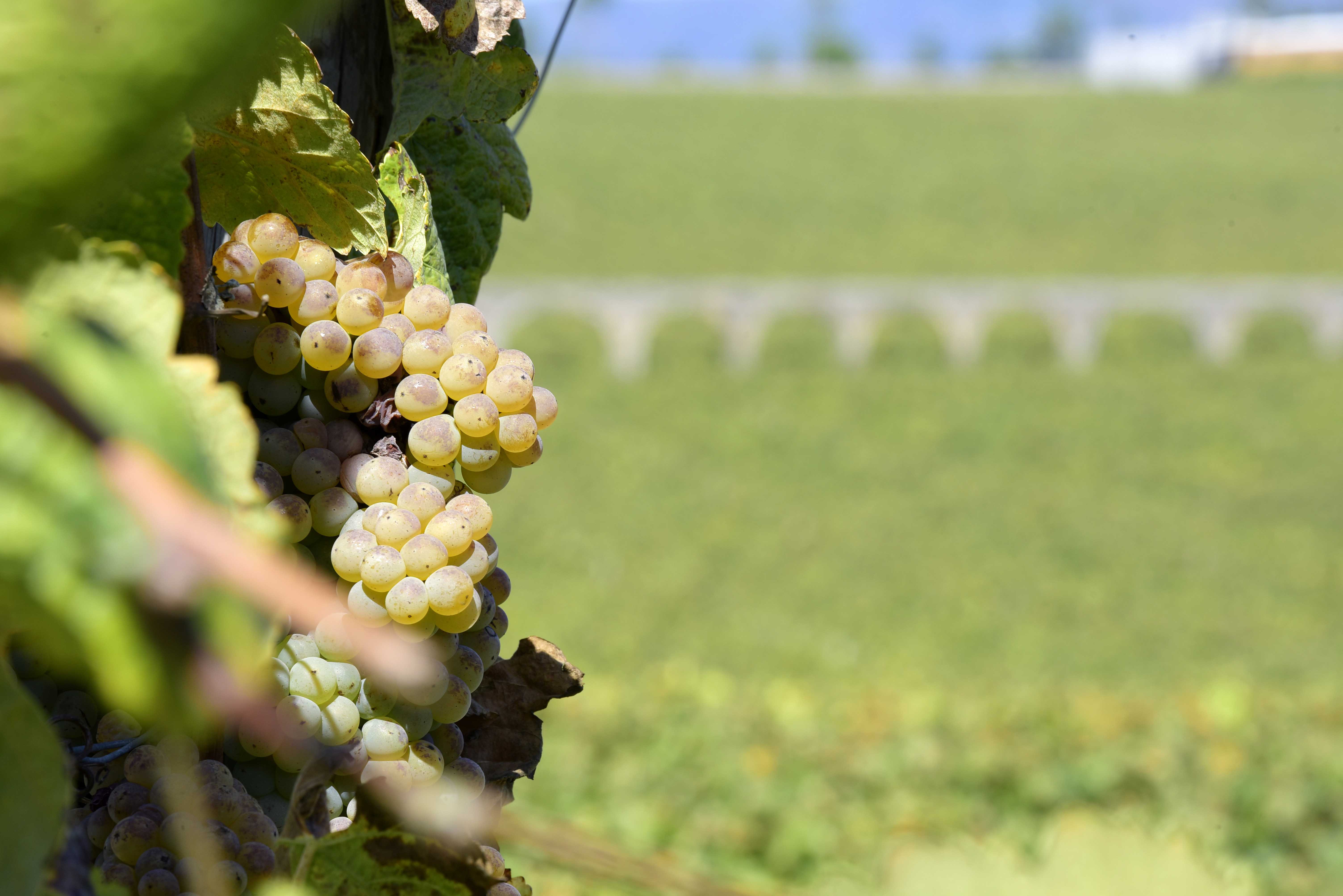 Vinhos Verdes