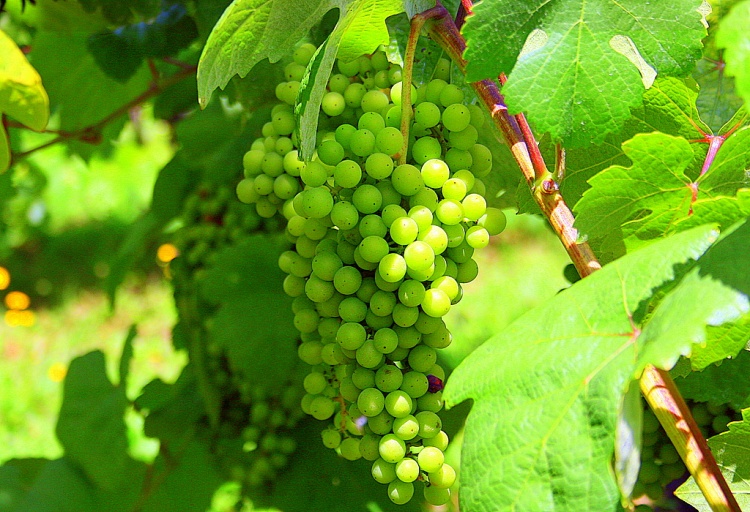 Vinhos Verdes
