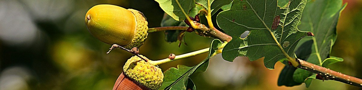 Bolotas: o superalimento que promete revolucionar a sustentabilidade alimentar